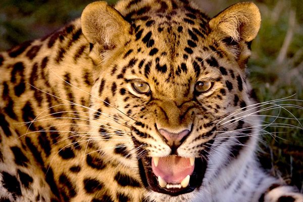 The Amur Leopard, the Rarest Big Cat in the World - Supawell